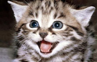 怎么防止宠物猫病