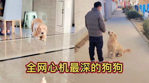 怎么带宠物狗跑出去溜达