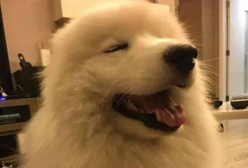 被宠物狗踩到了怎么办啊