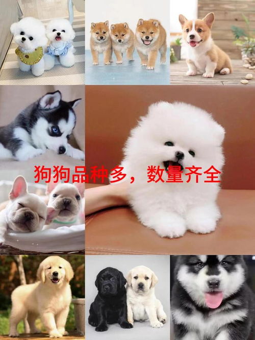 怎么买稀有宠物猫狗