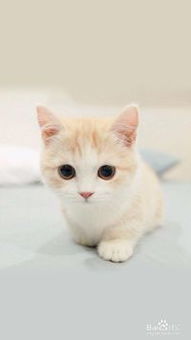 怎么吹干宠物猫毛呢