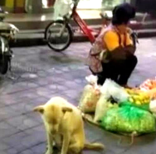 摆地摊的宠物狗怎么样
