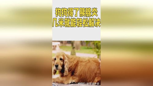 宠物狗得胰腺炎怎么办
