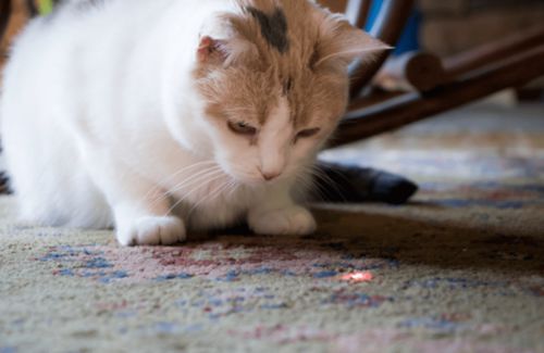怎么和宠物猫建立