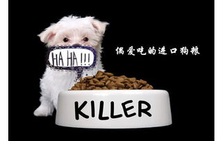 宠物狗怎么进食品店的