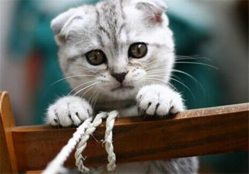怎么自制小宠物猫