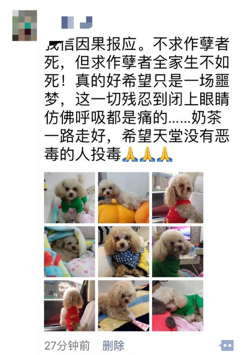 宠物狗发群里怎么介绍自己