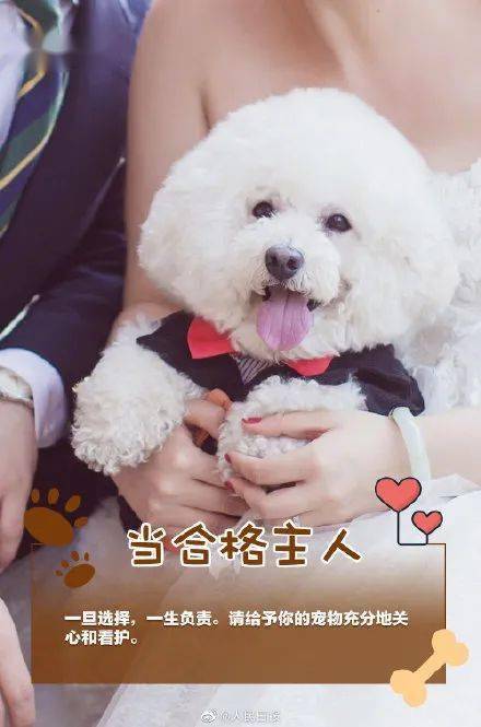 怎么养海里面的宠物狗呢