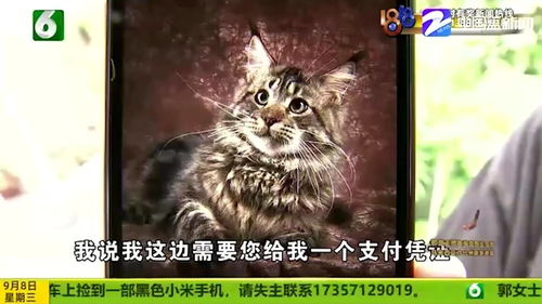 捡了宠物猫怎么归还