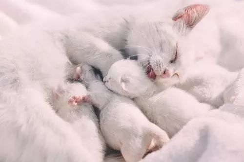 宠物猫打疫苗后怎么护理