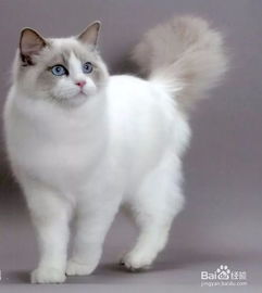 上班族怎么养好宠物猫狗