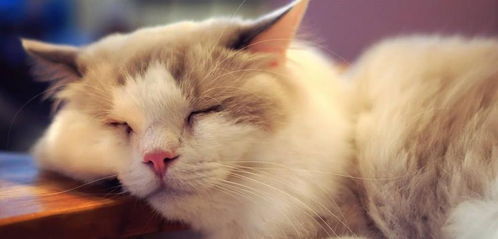 怎么观察宠物猫是否怀孕