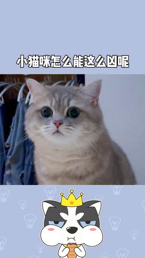 宠物猫怎么这么凶