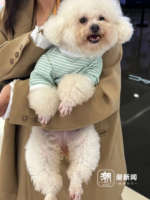 宠物狗尿垫颜色深怎么办