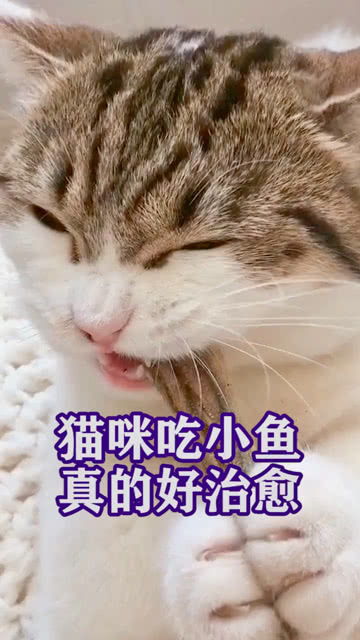 宠物猫怎么吃小鱼
