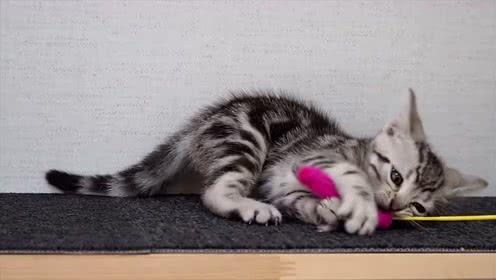 宠物猫怎么出手的