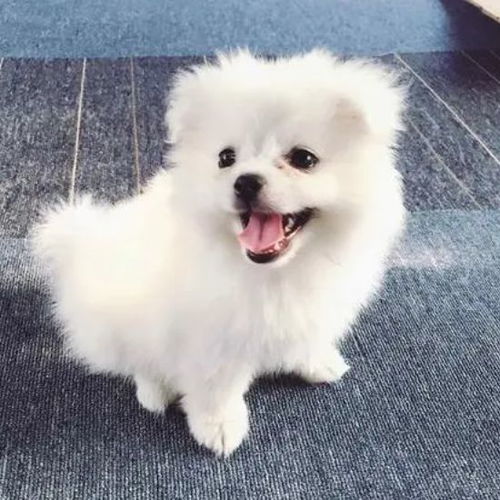 选宠物狗名字怎么选的呢
