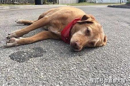 宠物狗车祸昏迷怎么办啊