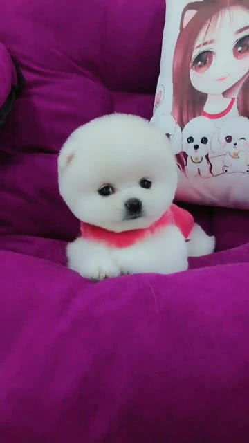 宠物狗怎么样才乖一点呢