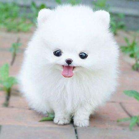画博美宠物狗怎么画的
