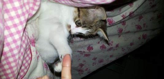 宠物猫怎么不会抓人