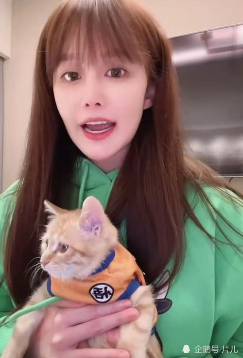 宠物猫直播怎么带货