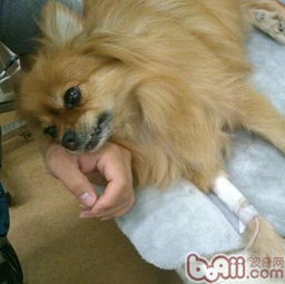 宠物狗洋葱中毒怎么办啊