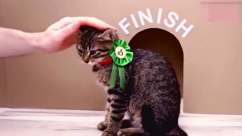 怎么用纸张做宠物猫