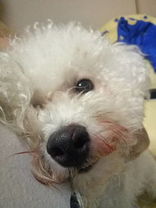 宠物狗鼻子有血怎么办啊