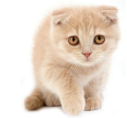 宠物猫怎么入境