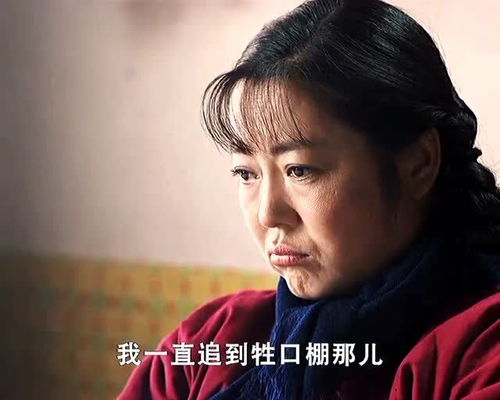 大过年的宠物狗怎么办呢