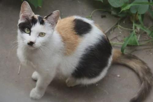田园猫宠物猫怎么养活