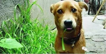 宠物狗总吃草怎么回事啊