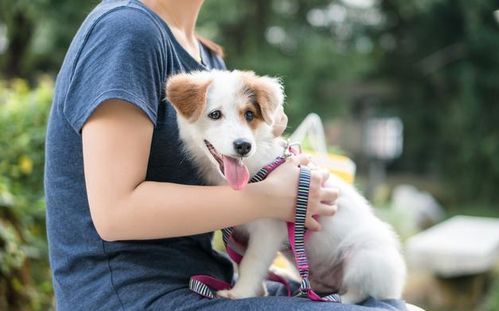 宠物狗背带防咬吗怎么用