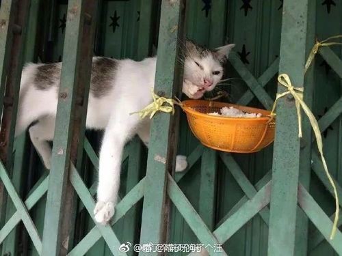 怎么喂宠物猫吃米饭