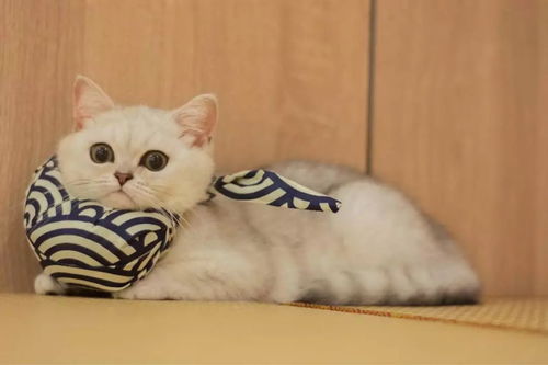 怎么带宠物猫出行