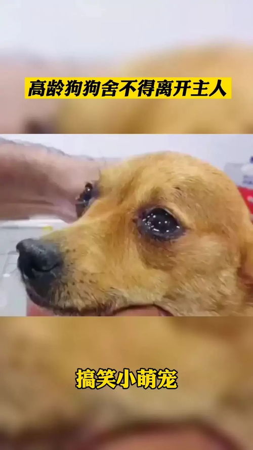 舍不得离开宠物狗怎么办