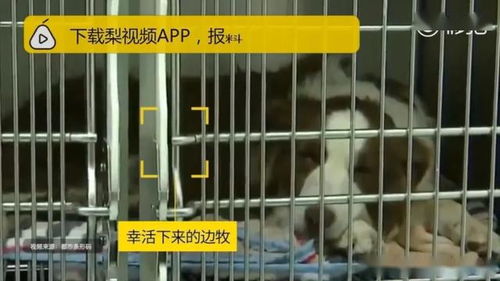 宠物狗没人管怎么处理好
