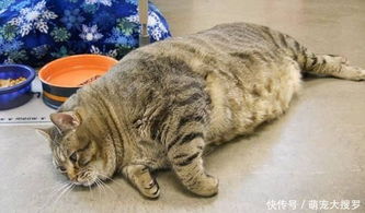 宠物猫怎么才能养胖