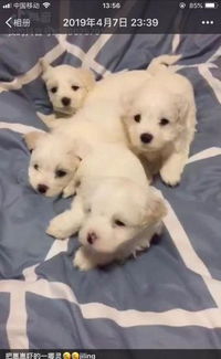 怎么在崽崽中养宠物狗