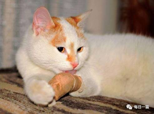 被宠物猫舔了伤口怎么办