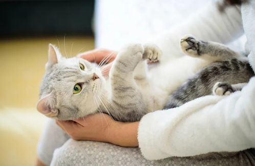 在国内怎么捕捉宠物猫
