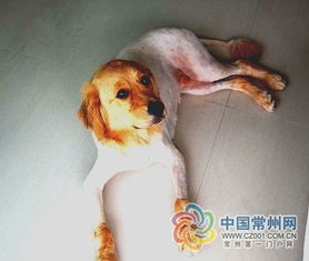 自己不在家怎么养宠物狗