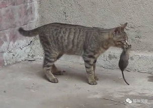 宠物猫怎么捉住