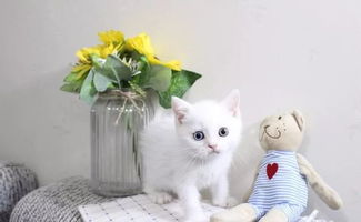 怎么养好一群宠物猫狗