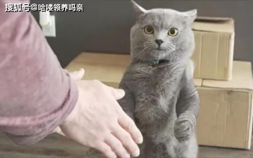 男生怎么选宠物猫