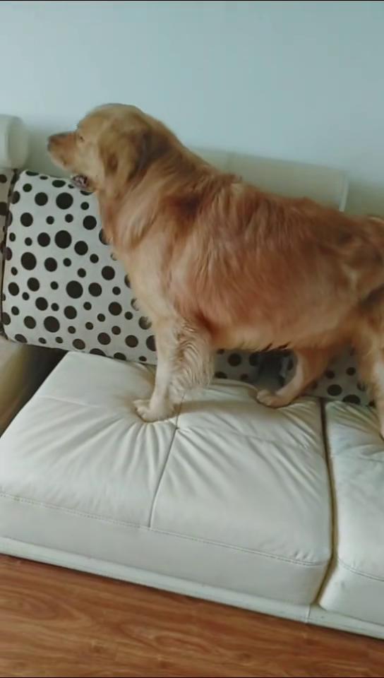 怎么给宠物狗降温快一点