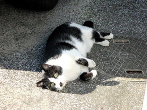 怎么遇到流浪猫宠物猫呢