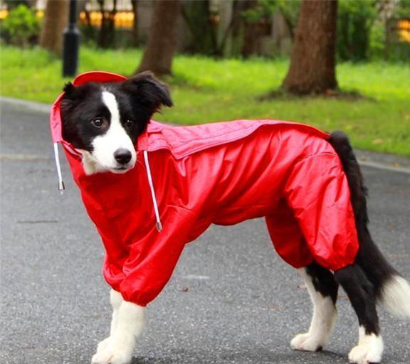 宠物狗被雨淋了怎么办