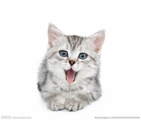 怎么画宠物猫人类